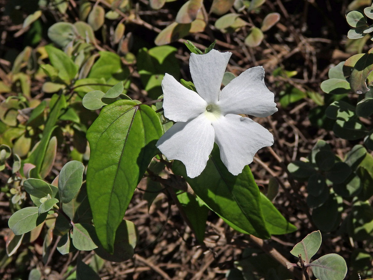 Thunbergie (Thunbergia fragrans Roxb.)