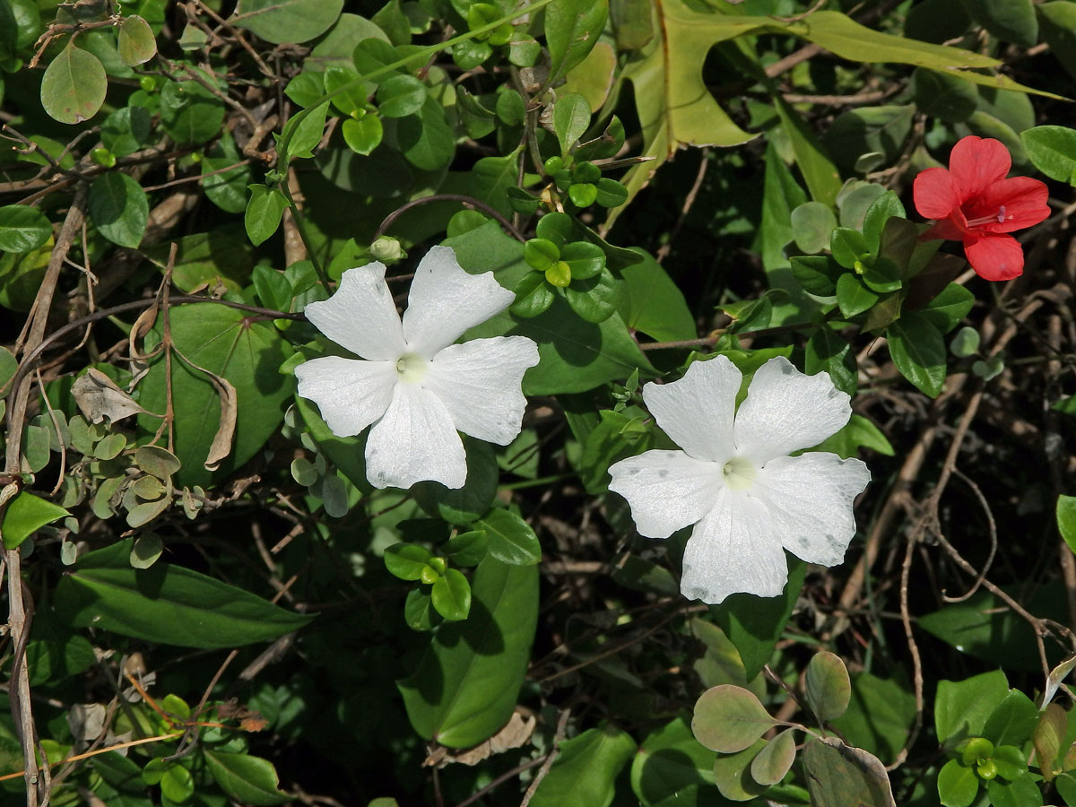 Thunbergie (Thunbergia fragrans Roxb.)