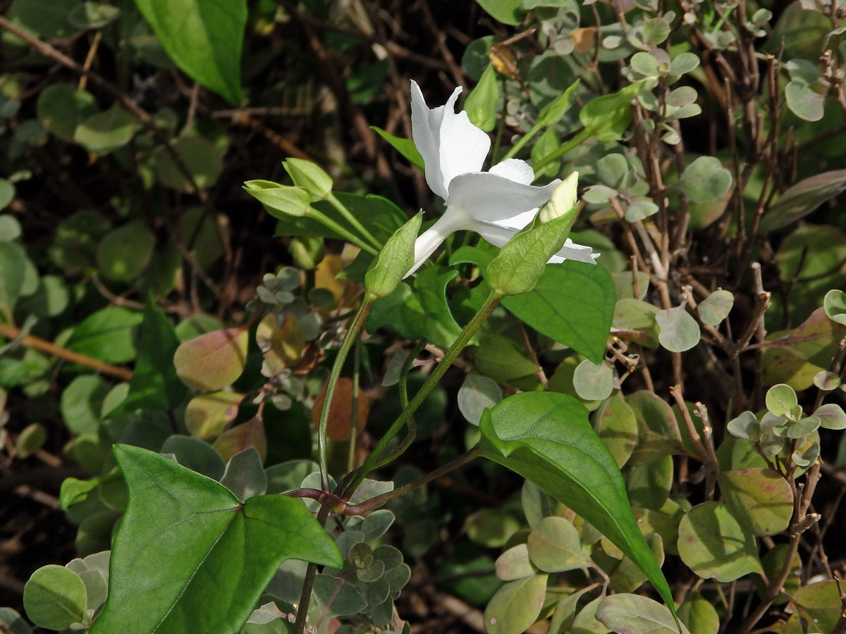 Thunbergie (Thunbergia fragrans Roxb.)