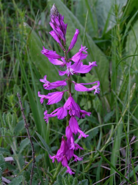 Vítod větší (Polygala major Jacq.)