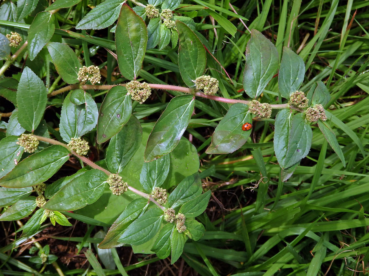 Pryšec (Euphorbia hirta L.)