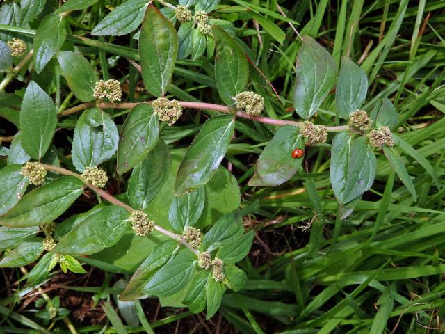 Pryšec (Euphorbia hirta L.)