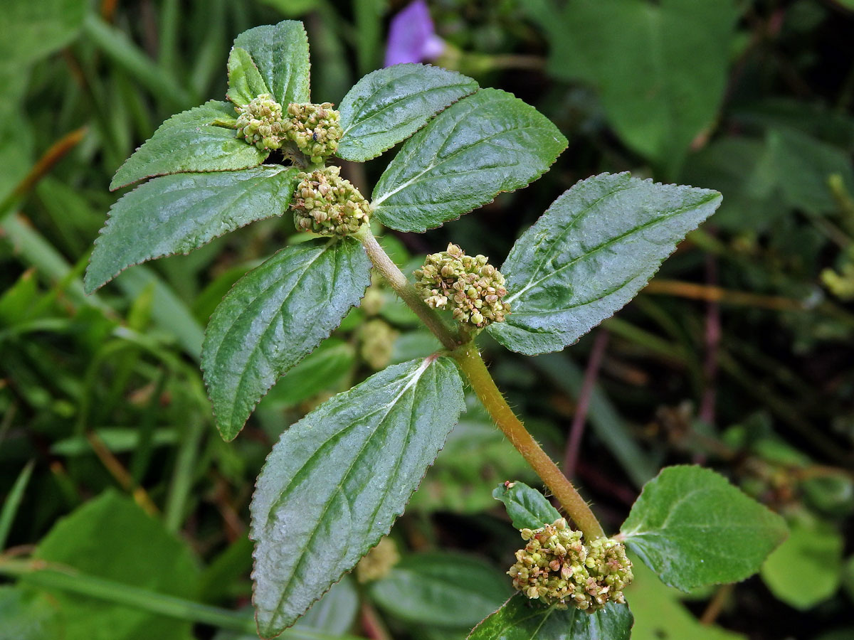 Pryšec (Euphorbia hirta L.)