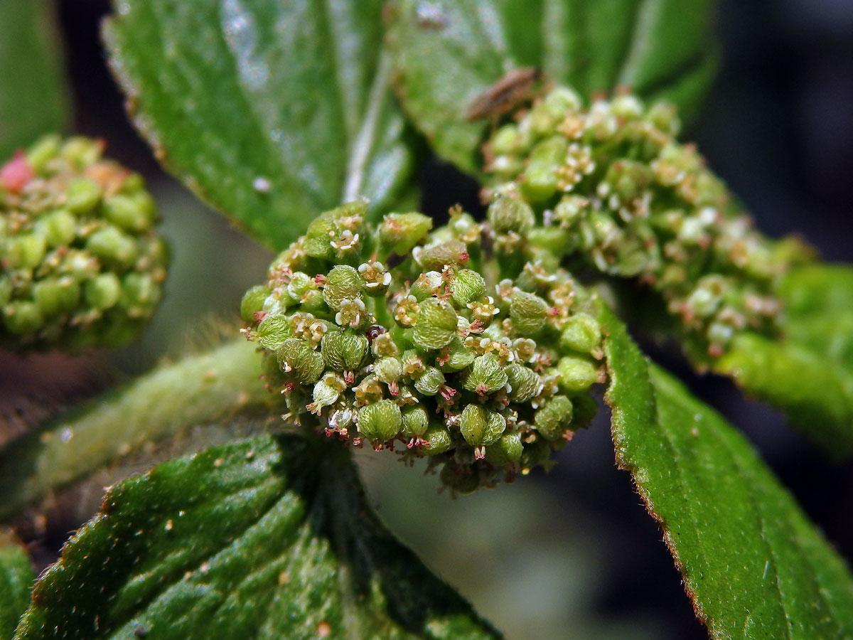 Pryšec (Euphorbia hirta L.)