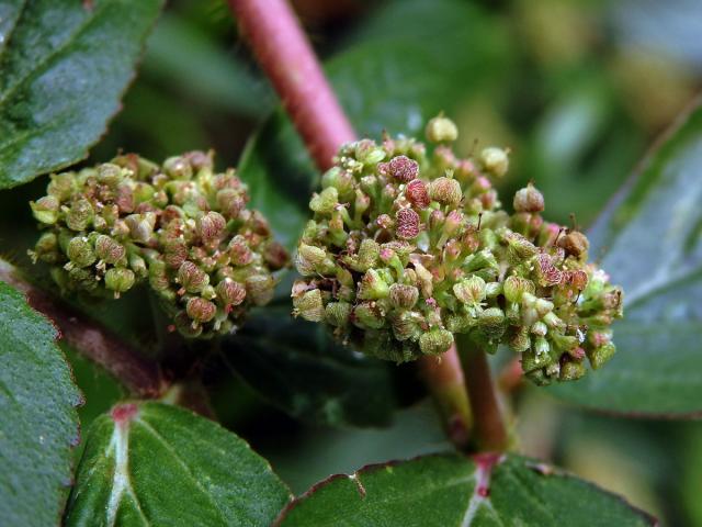 Pryšec (Euphorbia hirta L.)