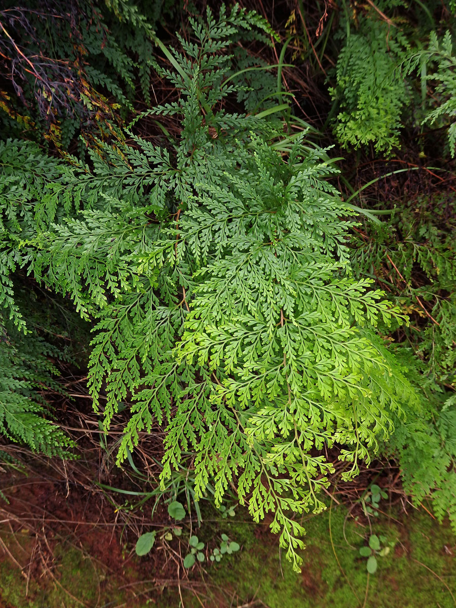 Odontosoria chinensis (L.) J. Sm.