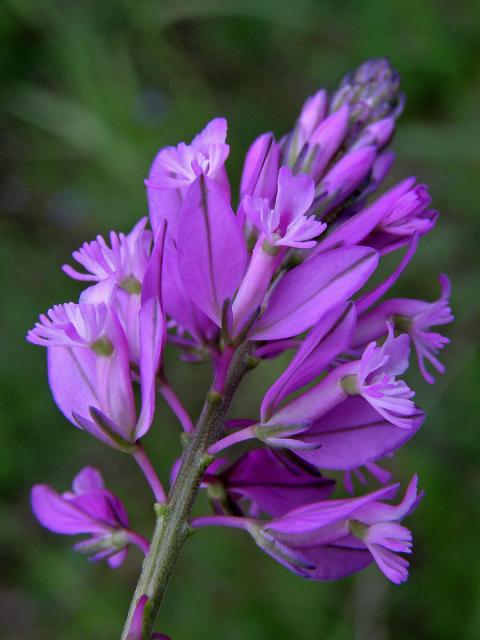 Vítod větší (Polygala major Jacq.)