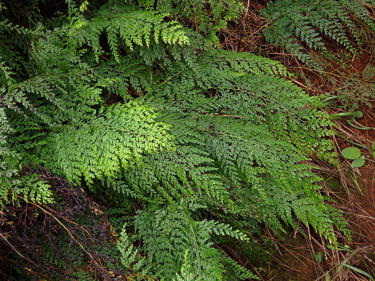 Odontosoria chinensis (L.) J. Sm.