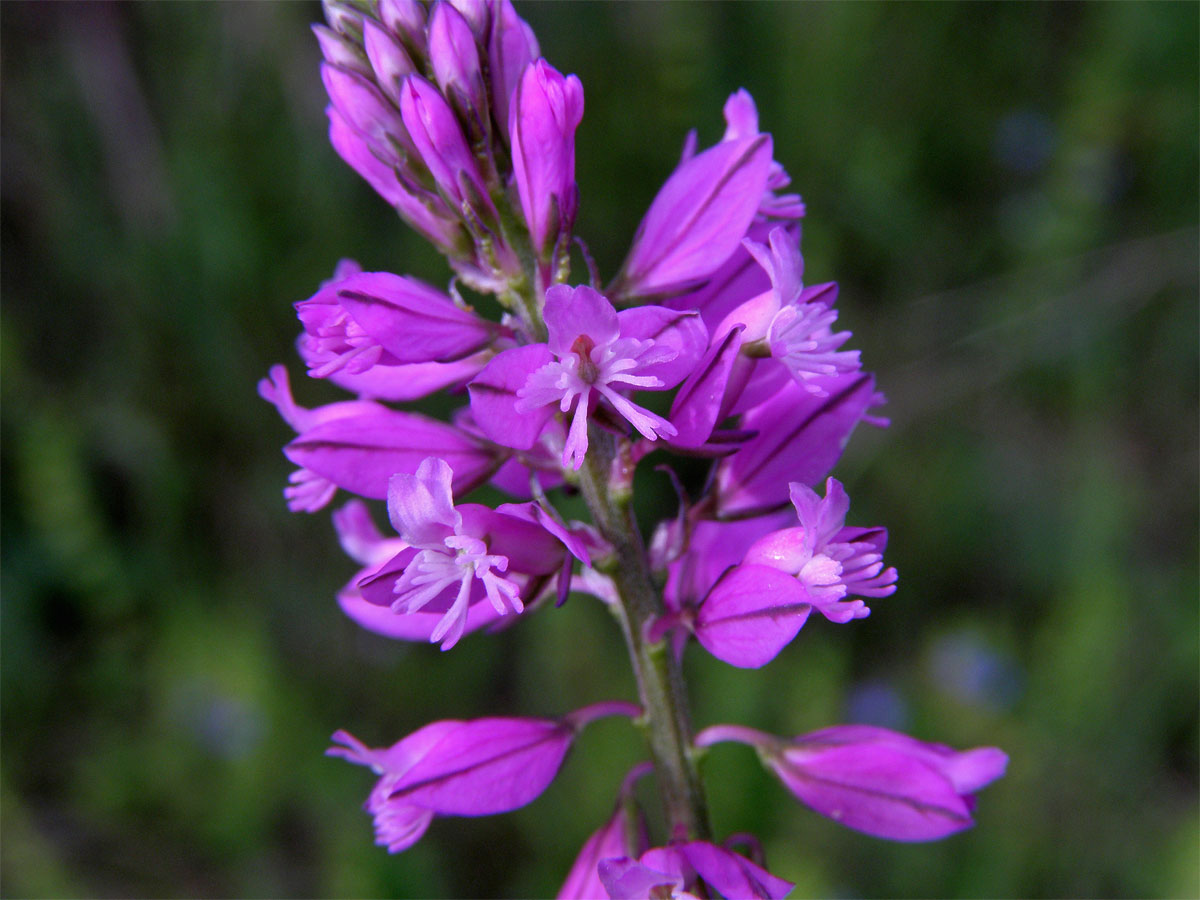 Vítod větší (Polygala major Jacq.)