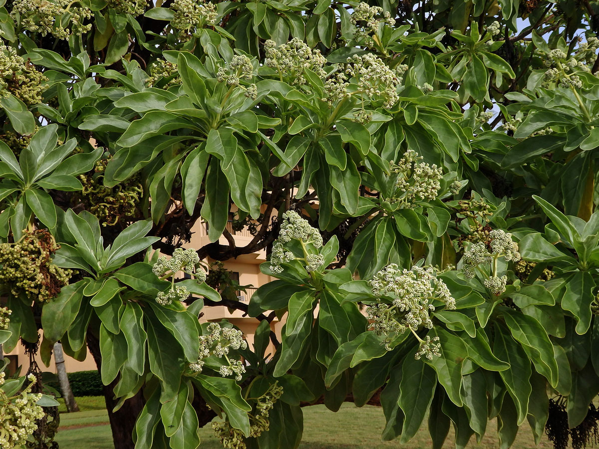 Otočník (Heliotropium foertherianum Diane & Hilger)