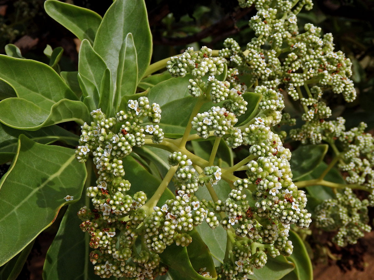 Otočník (Heliotropium foertherianum Diane & Hilger)