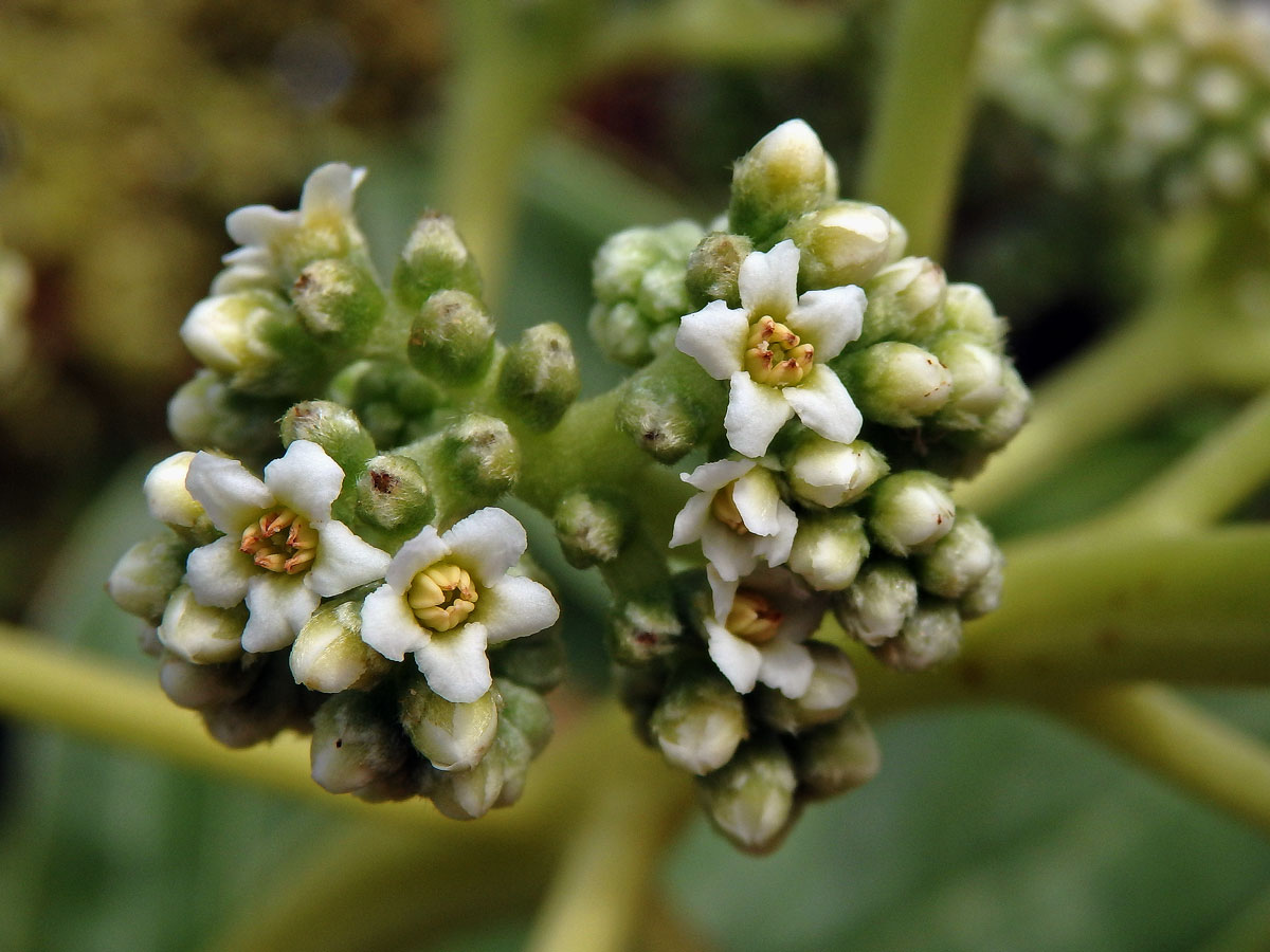 Otočník (Heliotropium foertherianum Diane & Hilger)