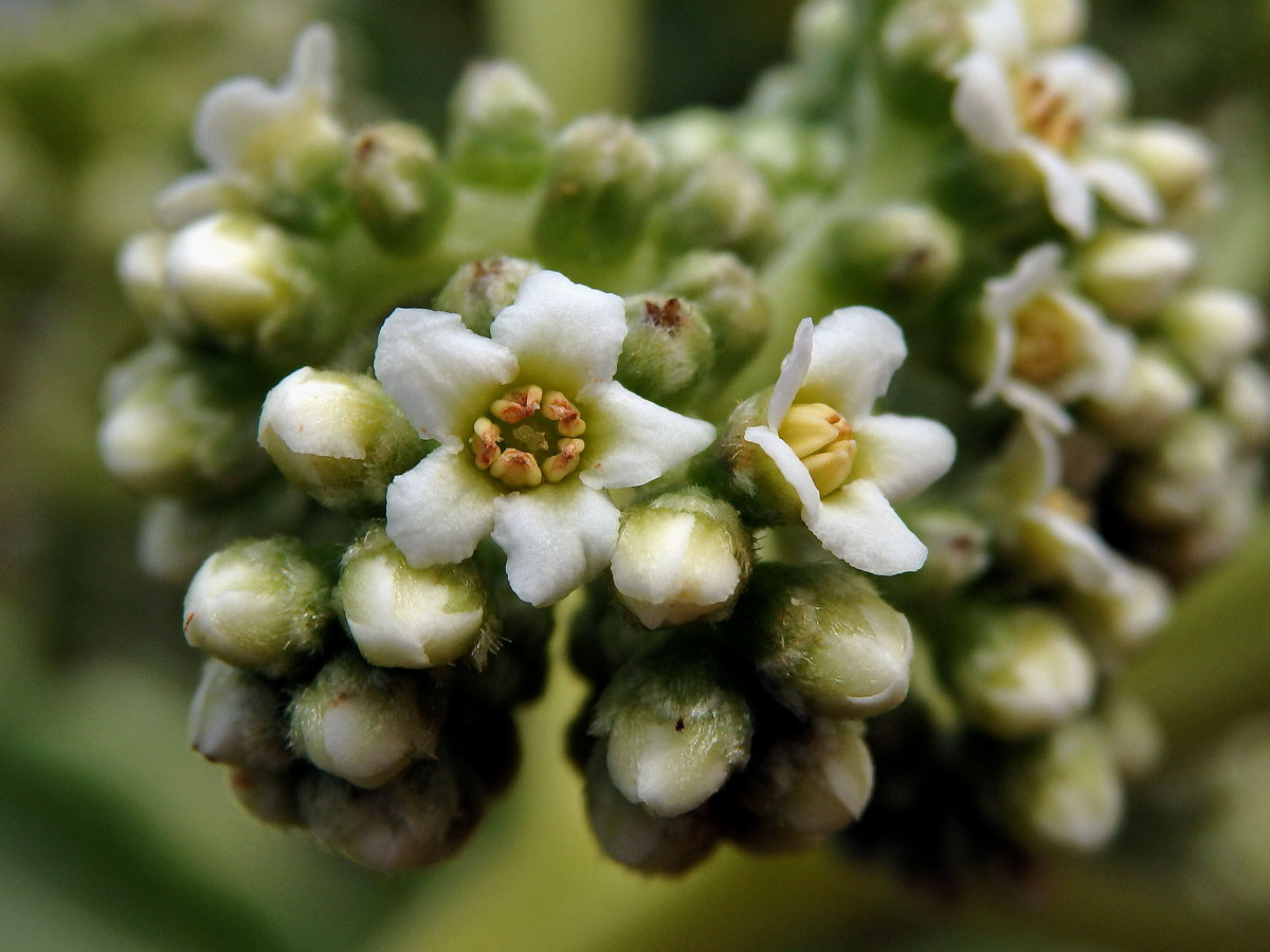 Otočník (Heliotropium foertherianum Diane & Hilger)