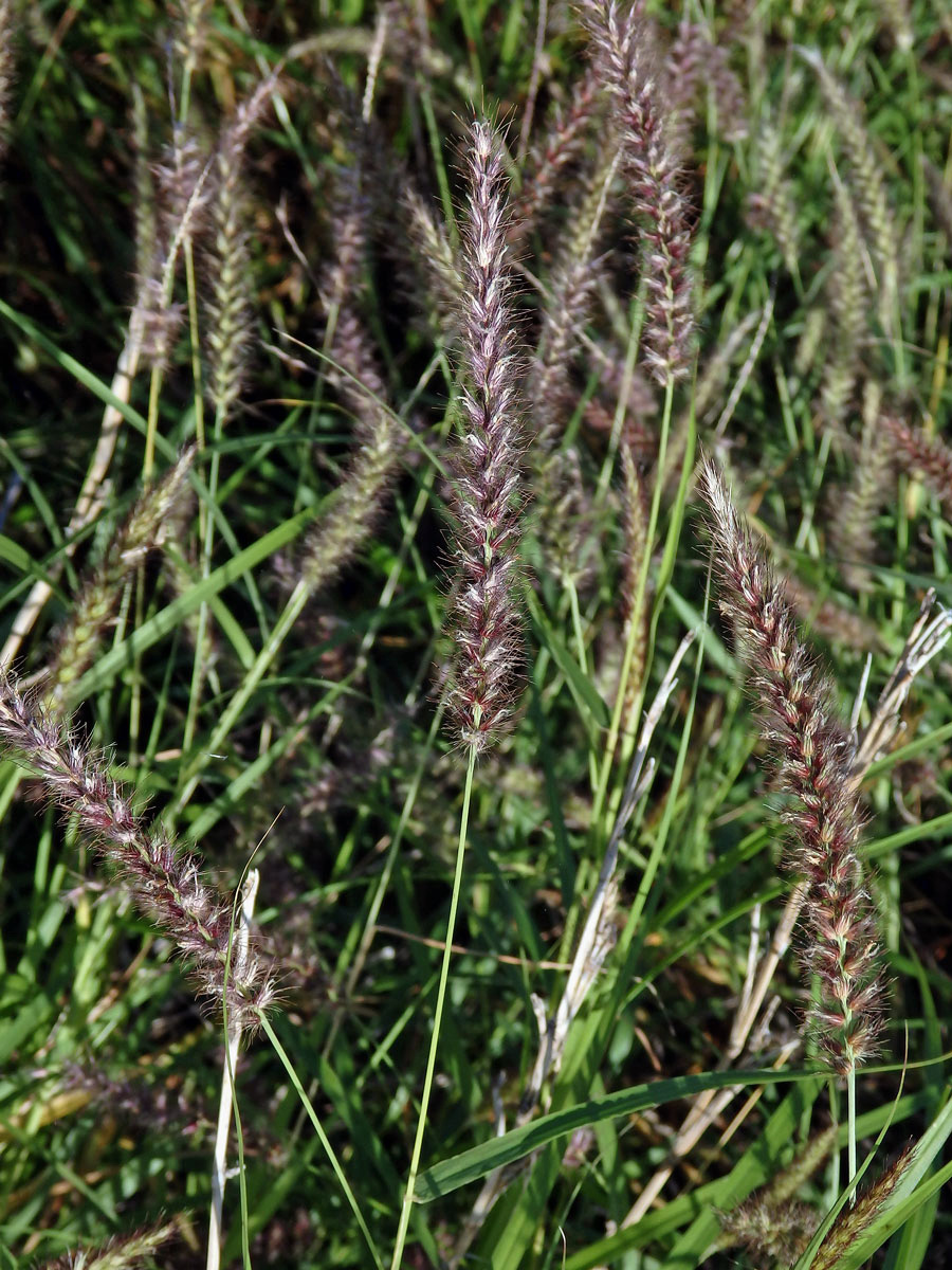 Dochan (Pennisetum setaceum (Forssk.) Chiov.)