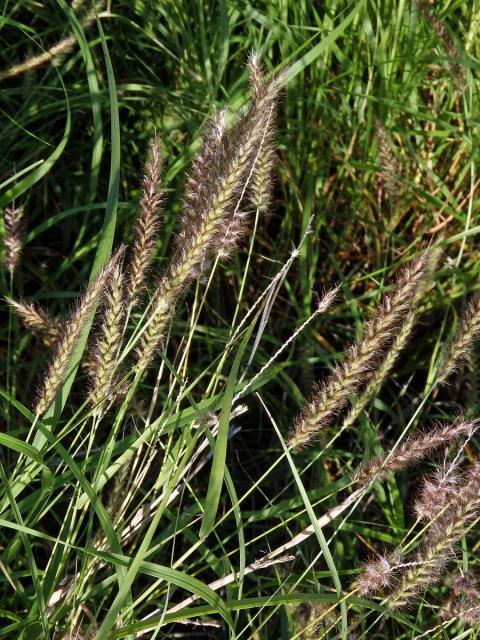 Dochan (Pennisetum setaceum (Forssk.) Chiov.)