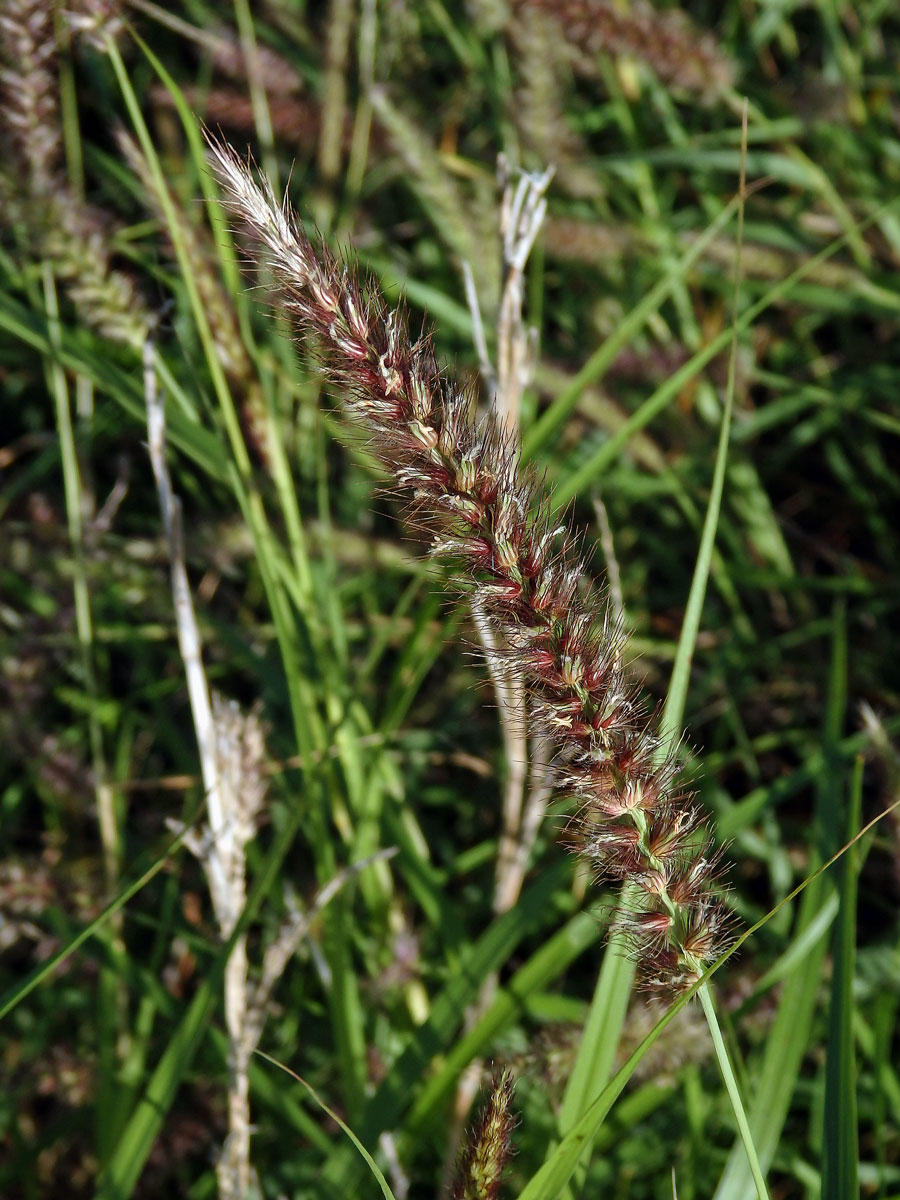 Dochan (Pennisetum setaceum (Forssk.) Chiov.)