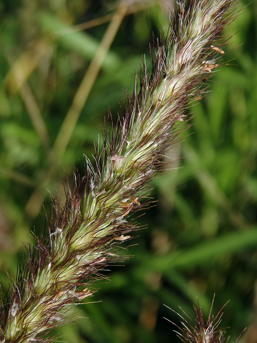 Dochan (Pennisetum setaceum (Forssk.) Chiov.)