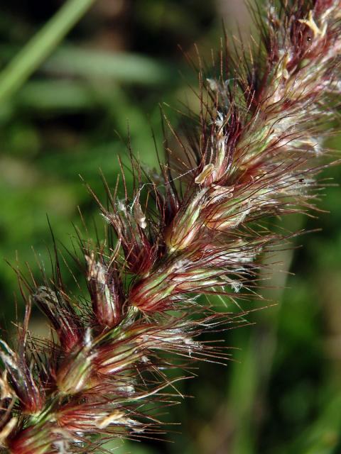 Dochan (Pennisetum setaceum (Forssk.) Chiov.)