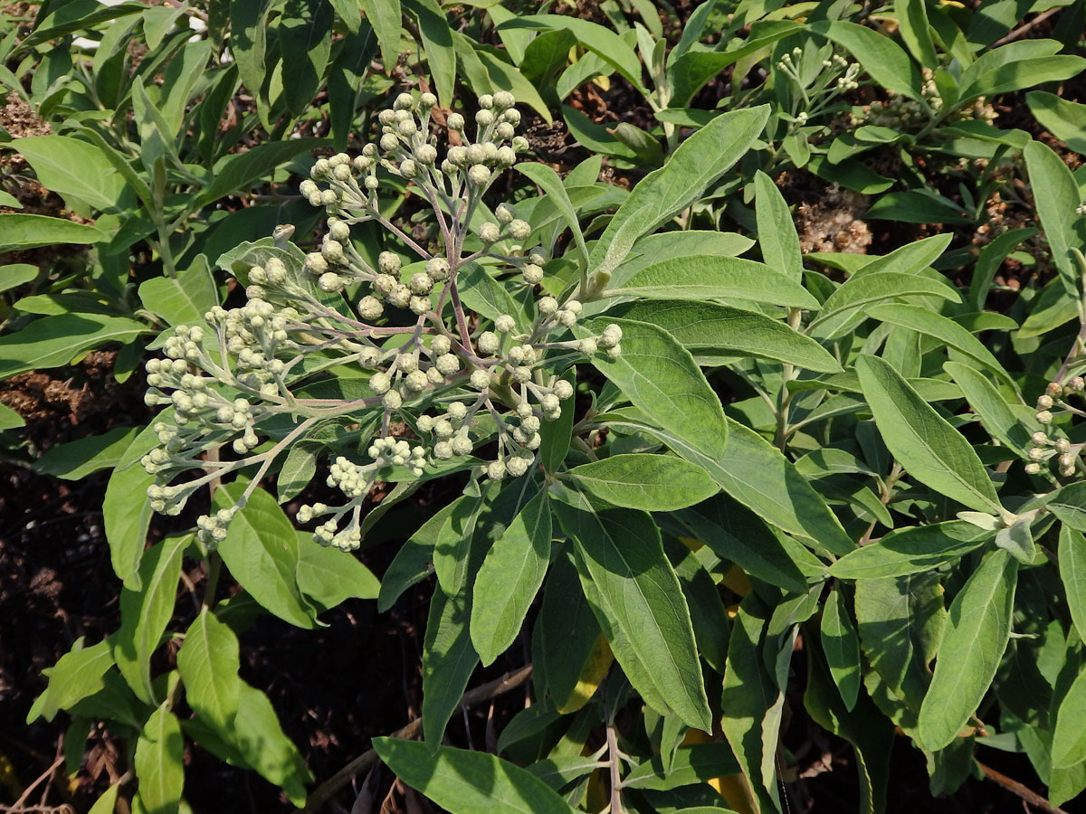 Pluchea carolinensis (Jacq.) G. Don