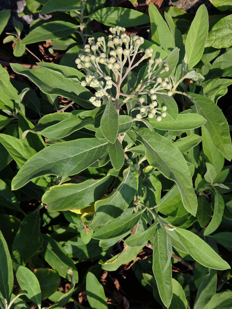 Pluchea carolinensis (Jacq.) G. Don