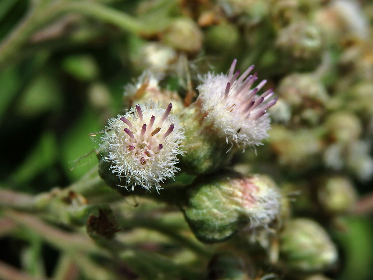 Pluchea carolinensis (Jacq.) G. Don