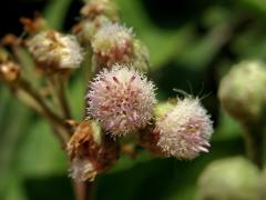 Pluchea carolinensis (Jacq.) G. Don