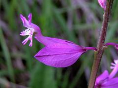 Vítod větší (Polygala major Jacq.)