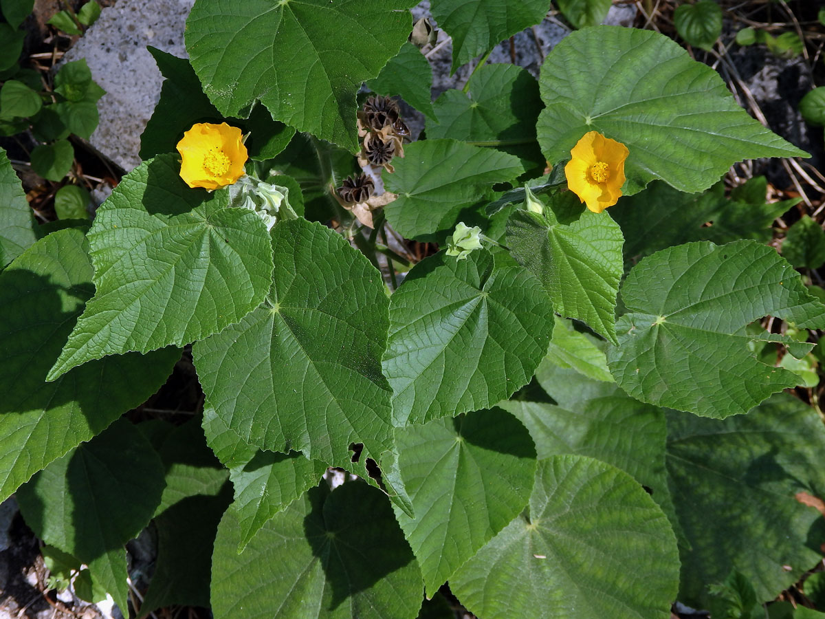 Mračňák velkolistý (Abutilon grandifolium (Willd.) Sweet)