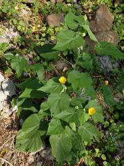 Mračňák velkolistý (Abutilon grandifolium (Willd.) Sweet)