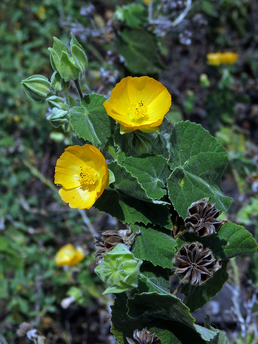 Mračňák velkolistý (Abutilon grandifolium (Willd.) Sweet)