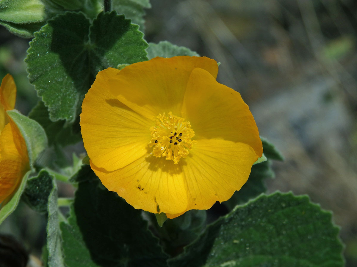 Mračňák velkolistý (Abutilon grandifolium (Willd.) Sweet)