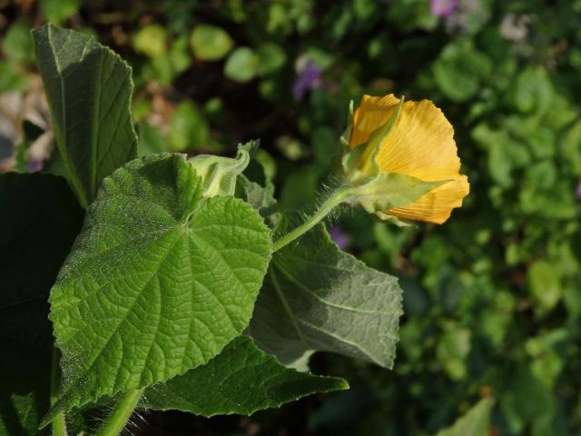 Mračňák velkolistý (Abutilon grandifolium (Willd.) Sweet)