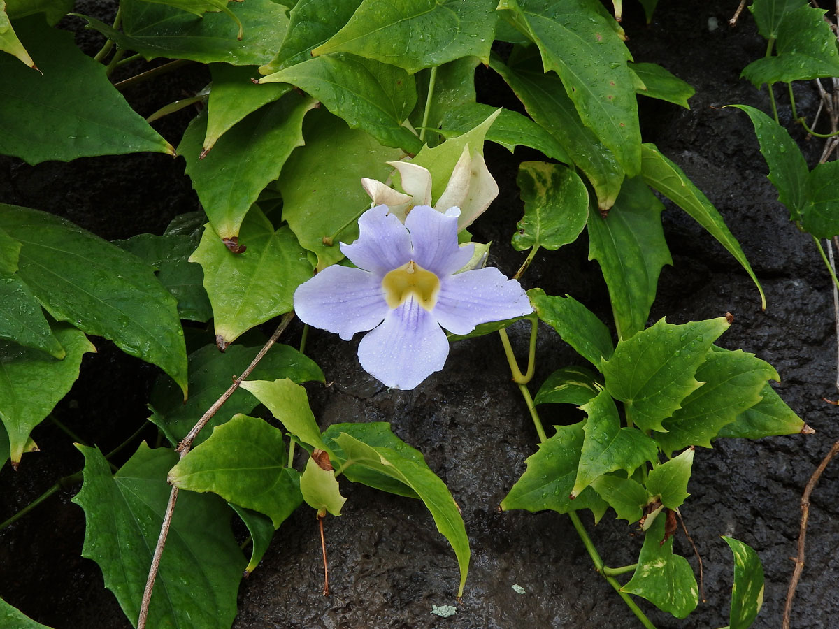 Thunbergie (Thunbergia grandiflora (Rob. ex Rottler) Roxb.)