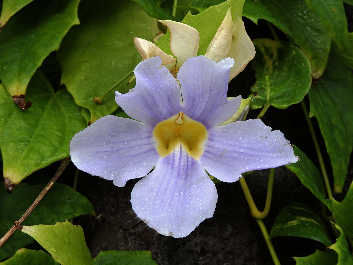 Thunbergie (Thunbergia grandiflora (Rob. ex Rottler) Roxb.)