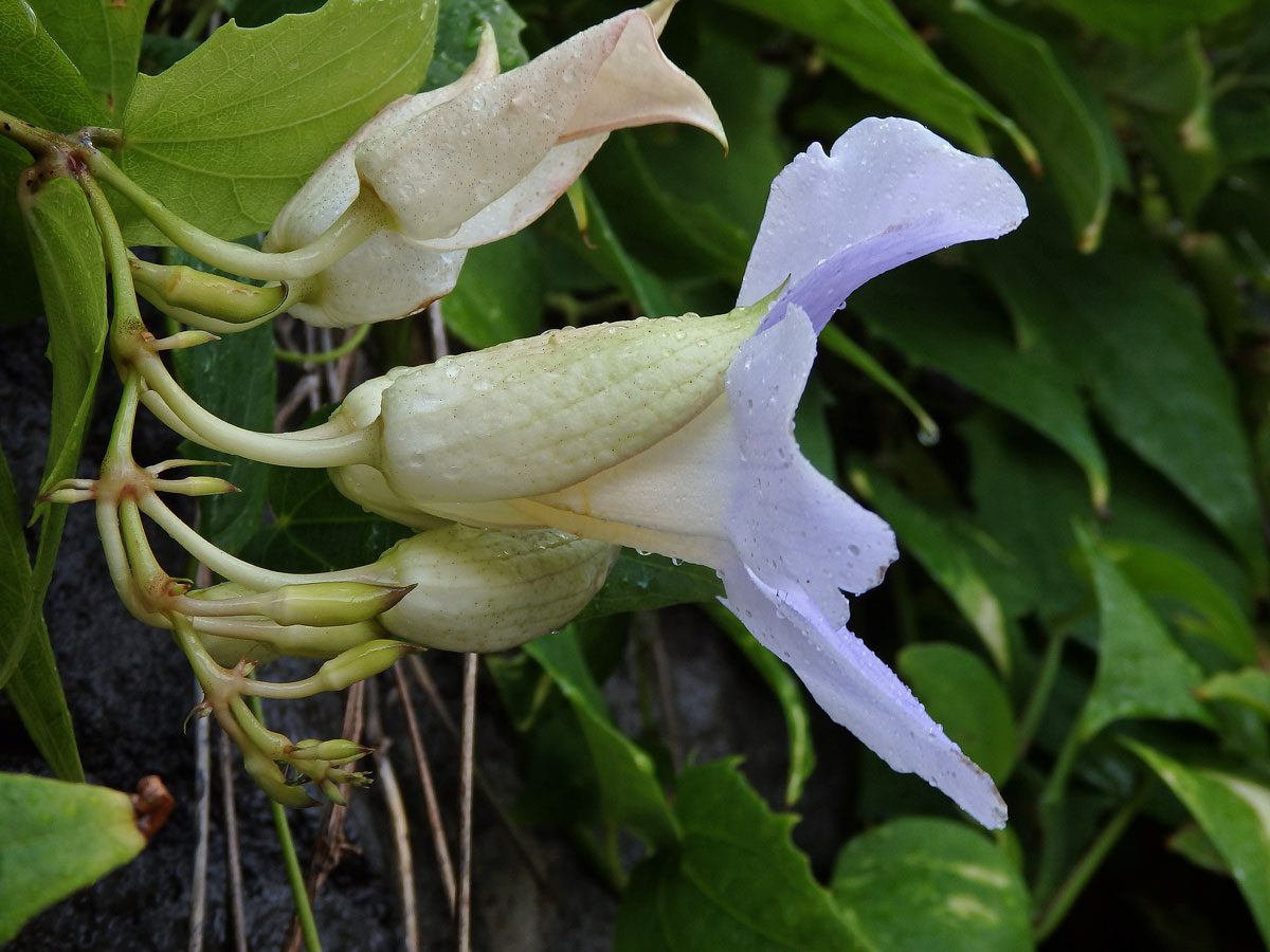 Thunbergie (Thunbergia grandiflora (Rob. ex Rottler) Roxb.)