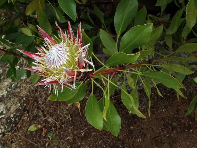 Protea cynaroides (L.) L.