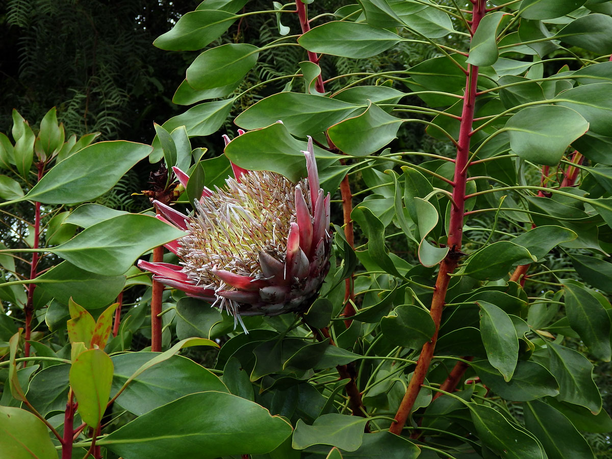 Protea cynaroides (L.) L.