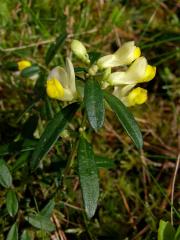 Zimostrázek alpský (Polygala chamaebuxus L.)