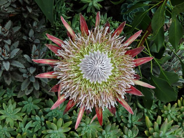 Protea cynaroides (L.) L.