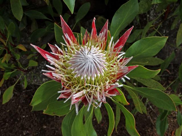 Protea cynaroides (L.) L.