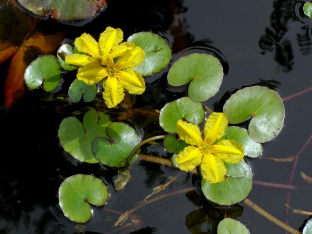 Plavín štítnatý (Nymphoides peltata (S. G. Gmel.) O. Kuntze)