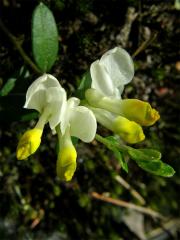 Zimostrázek alpský (Polygala chamaebuxus L.)