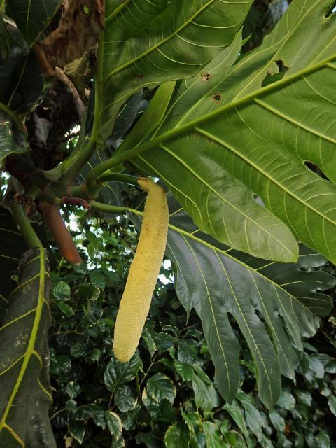 Chlebovník obecný (Artocarpus altilis (Parkinson) Fosberg)