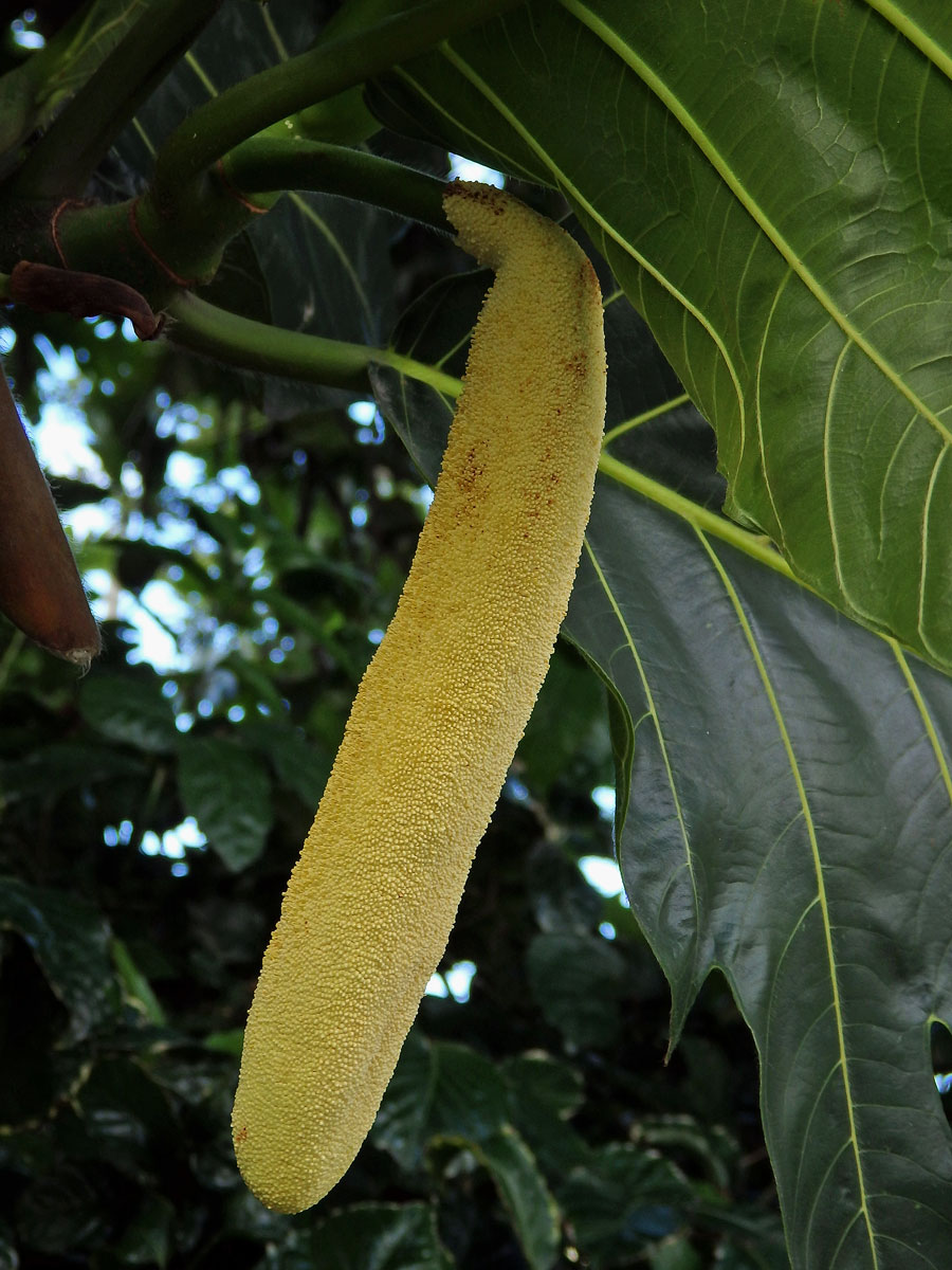 Chlebovník obecný (Artocarpus altilis (Parkinson) Fosberg)