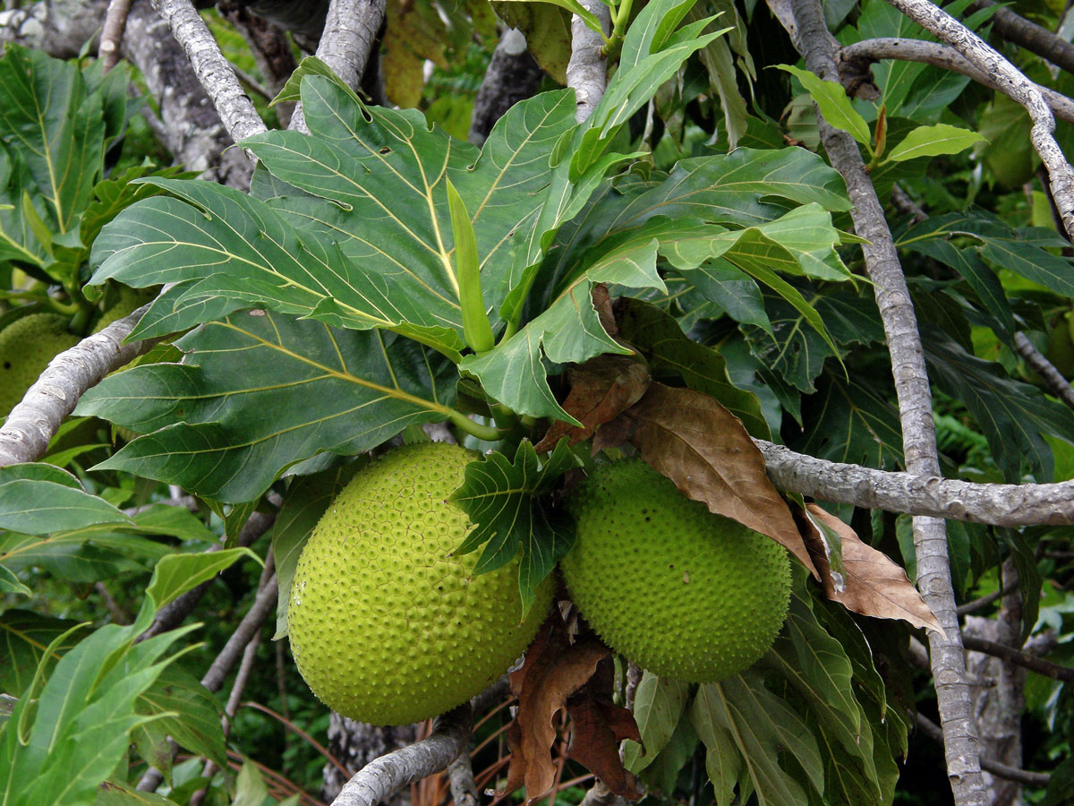 Chlebovník obecný (Artocarpus altilis (Parkinson) Fosberg)