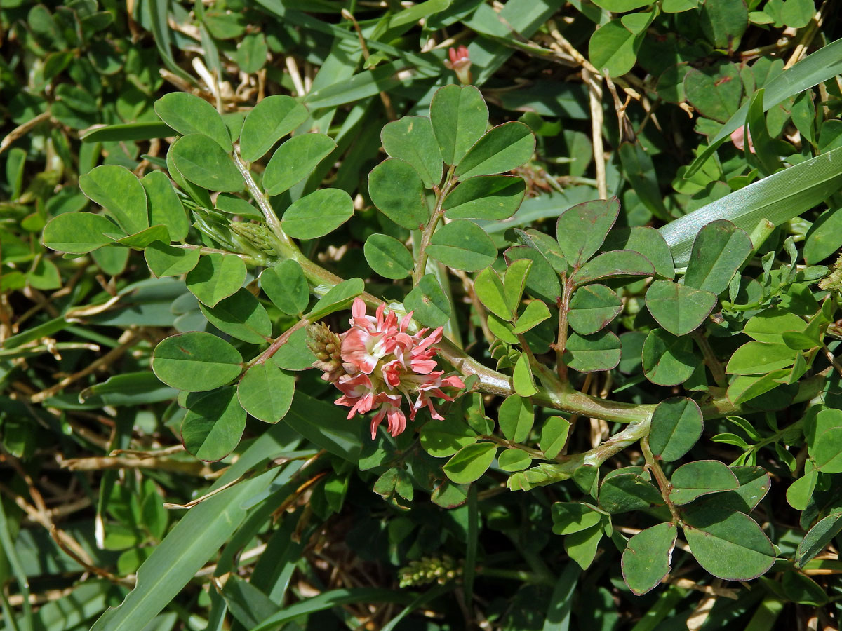 Indigovník (Indigofera spicata Forsk)