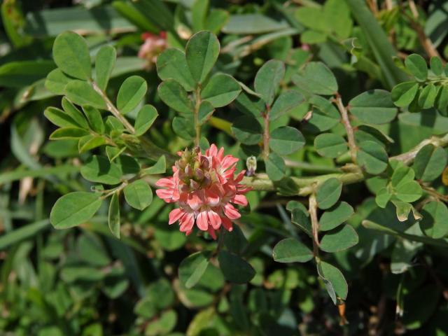 Indigovník (Indigofera spicata Forsk)