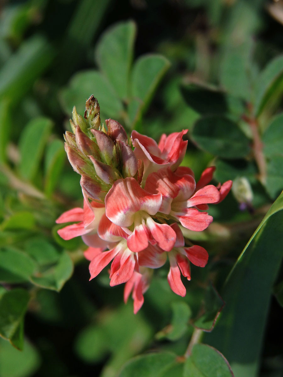 Indigovník (Indigofera spicata Forsk)