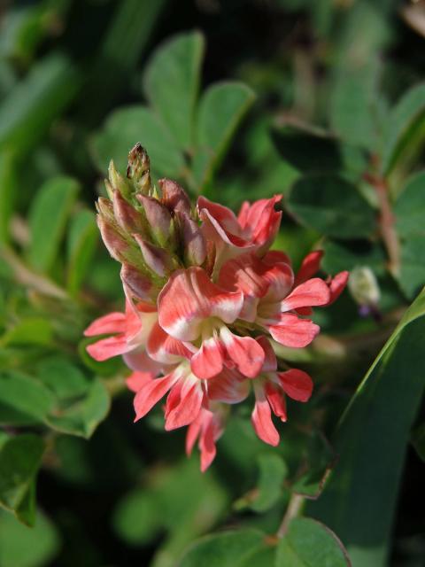 Indigovník (Indigofera spicata Forsk)