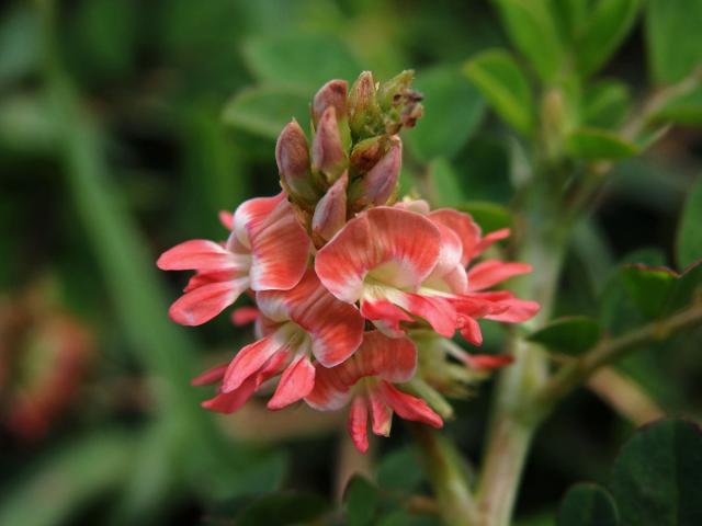 Indigovník (Indigofera spicata Forsk)